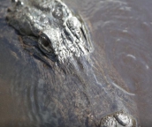 florida everglades boat rides