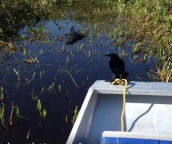 florida everglades boat tours