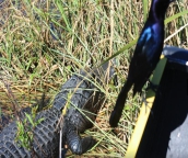 everglades boat ride