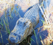 airboat rentals everglades