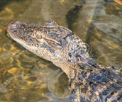 everglades tour reviews