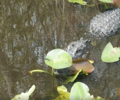 everglades tours