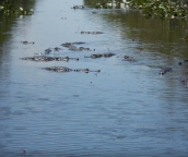 everglades airboat tours