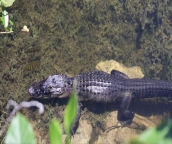 airboat rides everglades